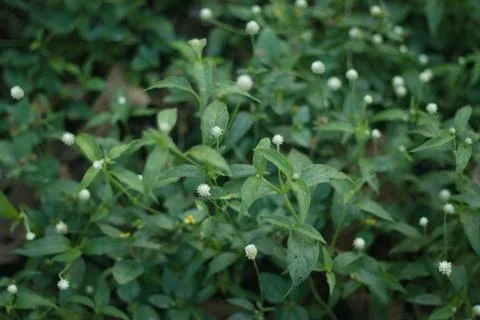 Tiny White Flowers Stock Photos