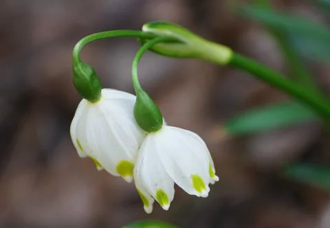 Tiny white flowers of Snowdrops nod, blooming in early Spring Stock Photos