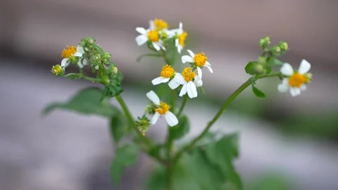 Tiny white flowers of Tridax procumbens (coatbuttons) with yellow centers Stock Footage 344705150