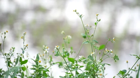 Tiny white flowers of Tridax procumbens (coatbuttons) with yellow centers Stock Footage 344705153