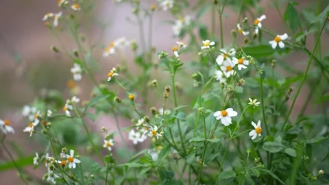 Tiny white flowers of Tridax procumbens (coatbuttons) with yellow centers Stock Footage 344705163