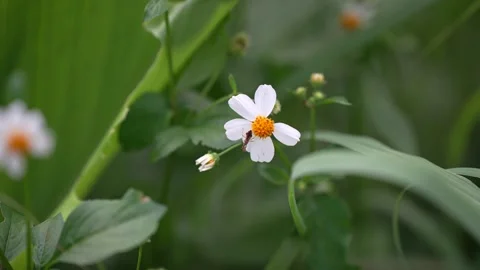 Tiny white flowers of Tridax procumbens (coatbuttons) with yellow centers Stock Footage 344705203