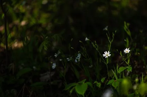 Tiny White Forest Flowers In Dark Woodland Light Photos