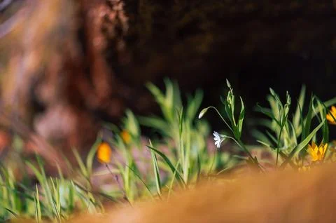 Tiny White Forest Flowers In Spring Grass Stock Photos