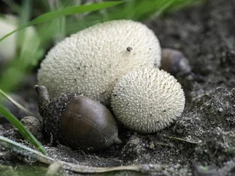Tiny white fungi with spiky texture peek from soil Stock Photos