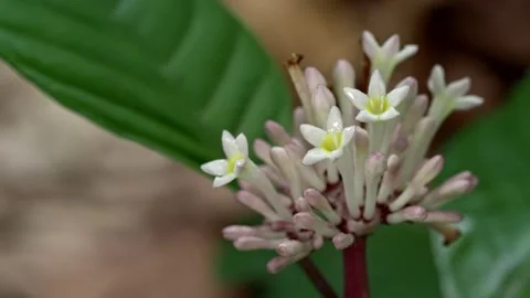 Tiny White Jungle Blossoms With Nectar on Tropical Plant 스톡 동영상 335866224
