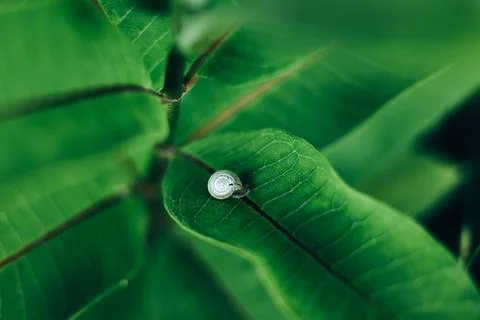 A tiny white land snail resting on a lush green leaf in its natural habitat Stock Photos