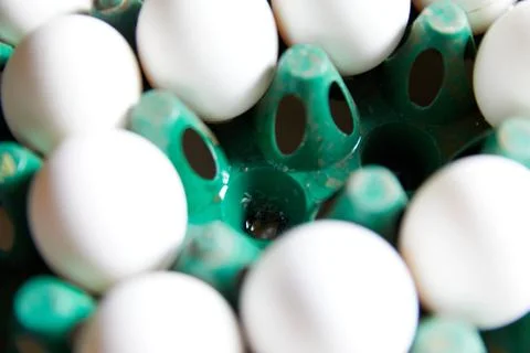 Tiny white Maggots in a green egg crate with white eggs all around them 스톡 사진