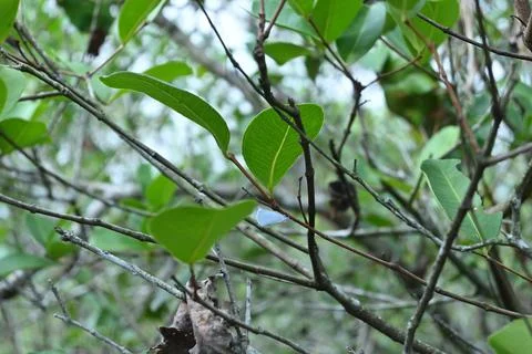 A tiny white moth perched underneath of a branch stem of a wild plant Foto stock