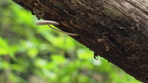 Tiny White Mushroom Growing on Decaying Wood in Tropical Rainforest 스톡 동영상 336164284
