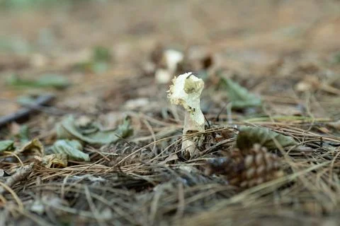 Tiny white mushroom pokes through pine needles Stock Photos