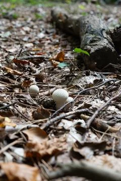 Tiny white mushrooms emerge from fallen leaves Stock Photos