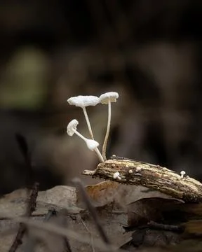 Tiny White Mushrooms on Forest Floor Stock Photos