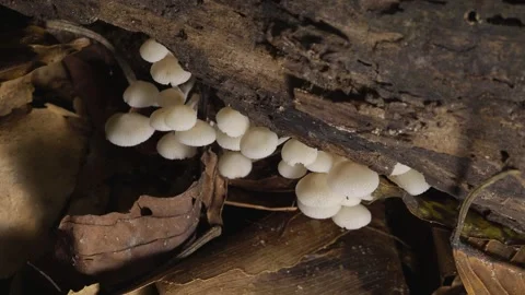 Tiny White Mushrooms Growing on Decaying Tropical Wood 스톡 동영상 335261170