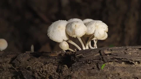 Tiny White Mushrooms Growing on Decaying Wood in Tropical Rainforest Stock-Footage 335356022