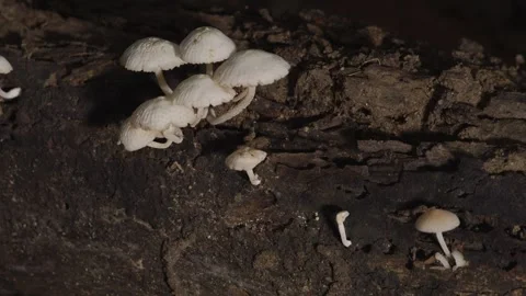 Tiny White Mushrooms Growing on Decaying Forest Log Stockbeeldmateriaal 335509753