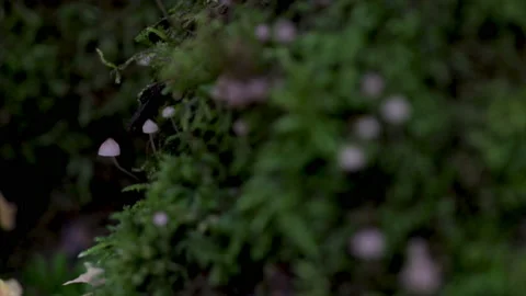 Tiny white mushrooms growing in moss helping to decompose organic waste in the f 스톡 동영상 141812995
