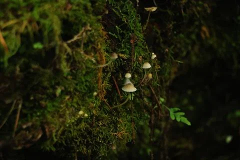 Tiny white mushrooms growing from a mossy fallen log in a calm forest Stock Photos
