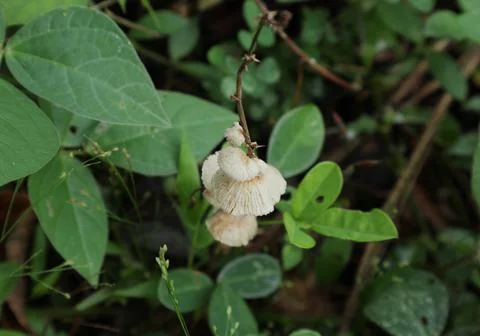 Tiny white mushrooms grows vertically as a row on the side of a dead stem 写真素材