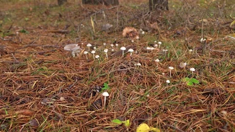 Tiny White Mushrooms on Pine Needle Forest Floor Stock Footage 324706712