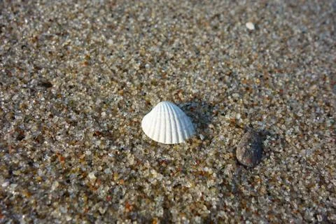 Tiny white mussel on sand, macro Stock Photos