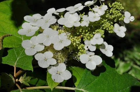 Tiny White Foto stock