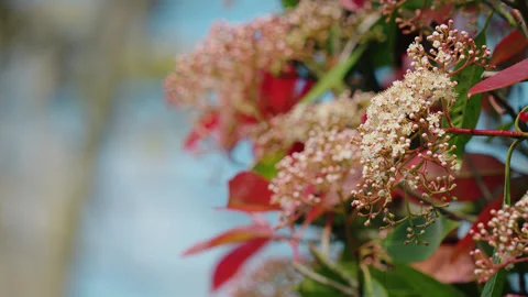 Tiny white / pink flowers and buds of a red robin plant - close up. 4K tripod Stock Footage 240854343