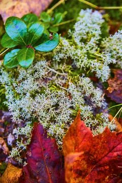 Tiny white plant close-up macro shot with purple and deep red fall leaves on a Stock Photos