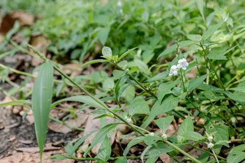 Tiny white purple wildflower on forest ground Stock Photos