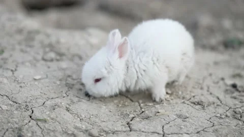 A tiny white rabbit runs into a hole. A white rabbit in a hole. Stock Footage 189921586