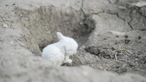 A tiny white rabbit is scratching his ear near the burrow Vidéo 189922093