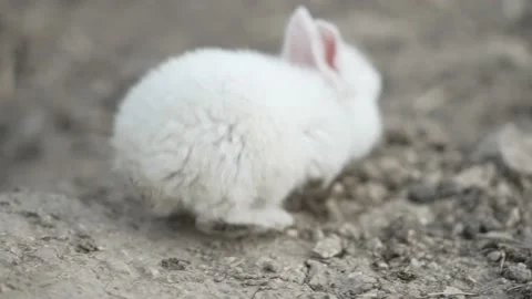 A tiny white rabbit sniffs the ground. A white rabbit in a hole. Stock Footage 189922312