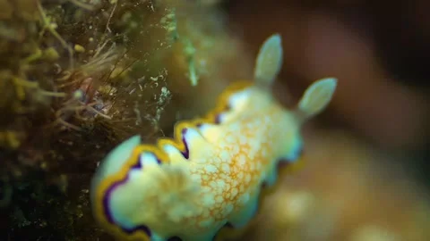 Tiny White Sea Slug, Underwater, Macro Shot Stock Footage 148085688
