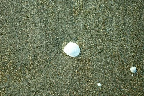 Tiny white seashell resting on wet, dark sand surface on sea beach Stock Photos