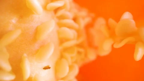 Tiny white seeds attached on the placenta of the bell pepper Stock Footage 135702050