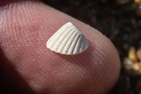 Tiny white shell fragment on the tip of a finger 库存照片