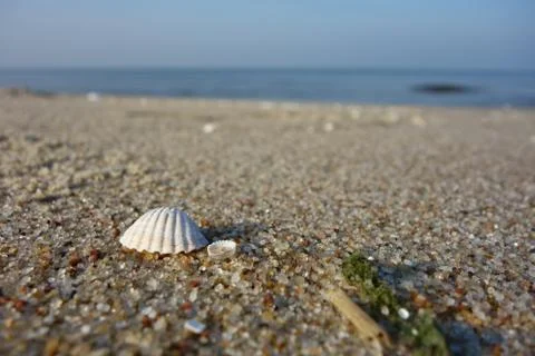 Tiny white shells on the beach, closeup Stock Photos