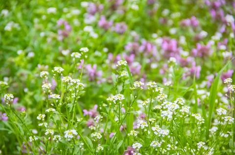 Tiny White Shepherd's Purse Flowers with Purple Bokeh Fotos de archivo