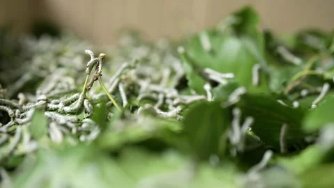 Tiny White silkworm Produce Silk by Eat Green Mulberries Leaves Agriculture 動画素材 323872264