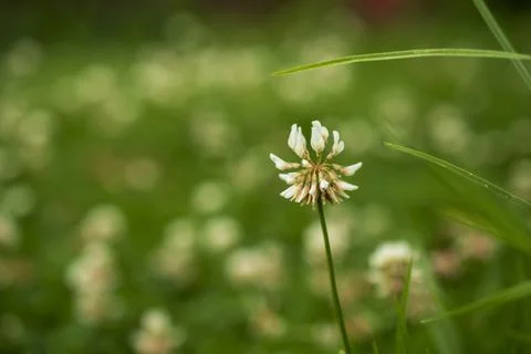Tiny white small wild clustered flower in ooty Stock Photos