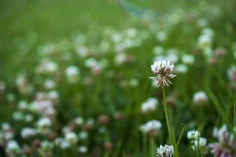 Tiny white small wild clustered flower in ooty Stock Photos