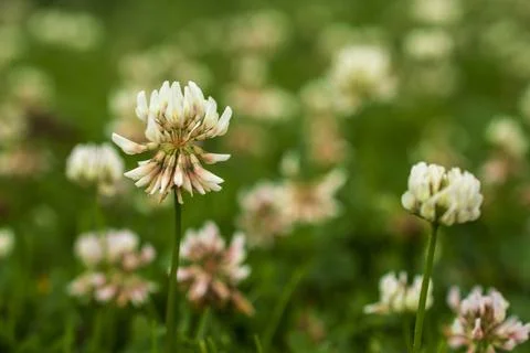 Tiny white small wild clustered flower in ooty Stock Photos