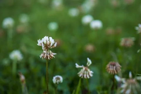 Tiny white small wild clustered flower in ooty Stock Photos