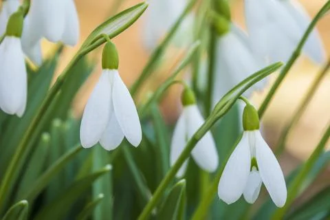 Tiny white snowdrops flowers close up. Stock Photos