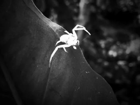 Tiny white spider Stock Photos