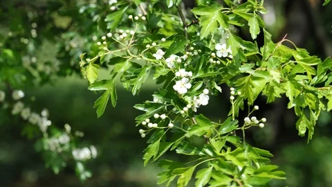 Tiny white spring flowers and leafage of Common Hawthorn in moderate wind, 4K Stock Footage 107002179