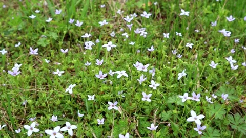 Tiny white spring flowers move in the breeze for a wonderful background, 4K Video stock 146348650