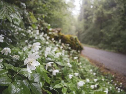 Tiny white spring flowers on the roadside 스톡 사진