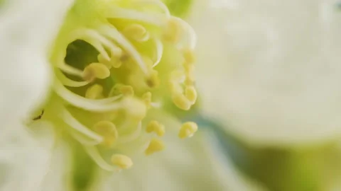 The tiny white stamens of the bird cherry flower Stock Footage 135691788