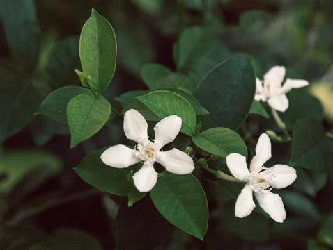 Tiny white star flowers, dark foliage, natural beauty backdrop. Stock Photos